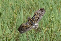 Rostratula benghalensis