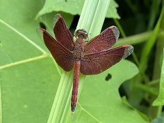 Neurothemis terminata