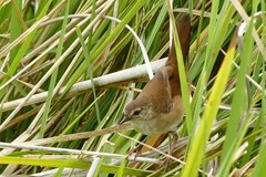 Bradypterus baboecala