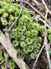 Rosulabryum