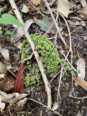 Rosulabryum