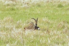 Hippotragus equinus equinus