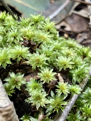 Rosulabryum