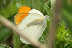 Colotis