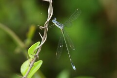 Lestes plagiatus