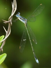 Lestes plagiatus