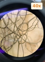 Bryoria pseudofuscescens