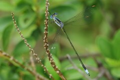Lestes plagiatus