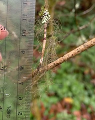 Bryoria pseudofuscescens