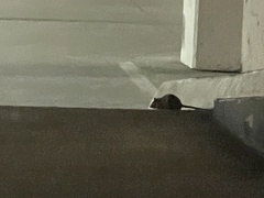 Rattus norvegicus