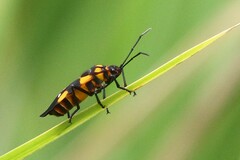 Oncopeltus famelicus