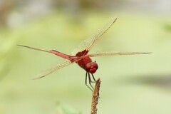 Urothemis assignata