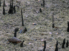 Austruca occidentalis