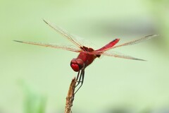 Urothemis assignata