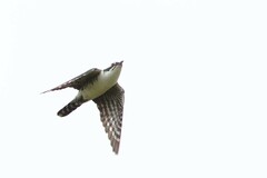 Chrysococcyx caprius