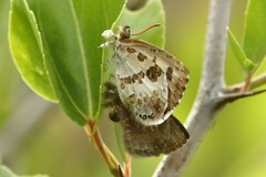 Lachnocnema bibulus