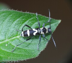 Chlorophorus curtisi