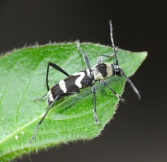 Chlorophorus curtisi