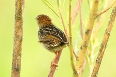 Cisticola tinniens