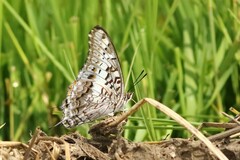 Charaxes achaemenes