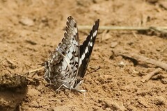 Charaxes achaemenes
