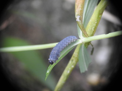 Phymatocera aterrima