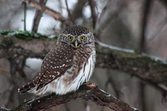 Glaucidium