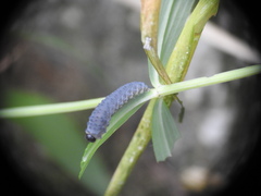 Phymatocera aterrima