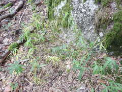 Polygonatum verticillatum