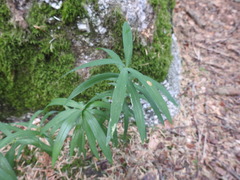 Polygonatum verticillatum