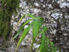 Polygonatum verticillatum