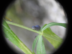 Phymatocera aterrima
