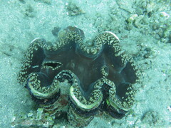 Tridacna