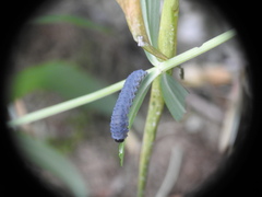 Phymatocera aterrima