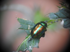 Chrysolina fastuosa