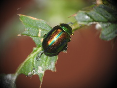 Chrysolina fastuosa