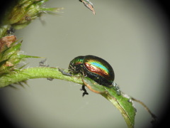 Chrysolina fastuosa