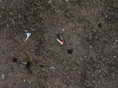 Austruca occidentalis