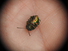Chrysolina fastuosa