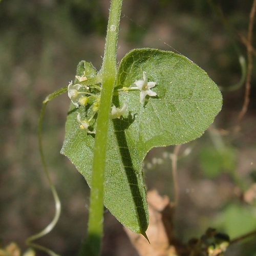 Sicyosperma