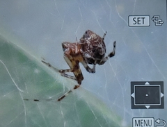 Parasteatoda