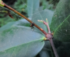 Parasteatoda