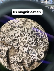 Physconia americana