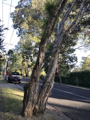 Melaleuca styphelioides