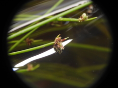 Isolepis inundata