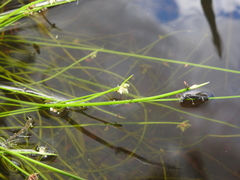 Isolepis inundata