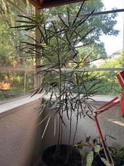 Plerandra elegantissima