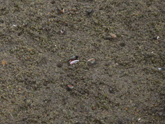 Austruca occidentalis