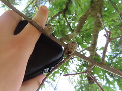 Callirhytis quercuspunctata