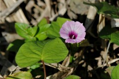 Ipomoea wightii